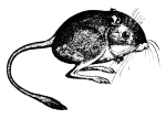 Artwork --- Lonely Field Mouse Watches Its Observer (Animals and Creatures Directory | Description : This image came from http://www.RadicalGraphics.or... | Tags : Mouse, Tail, Eye, Ears, Whiskers, Paws, Mammal, Cr...) ::: By Radical Graphics (About: All material posted here originally appeared at ht... | Ideals: Anarchy, Animal Liberation, Anti-America, Anti-Bio...)